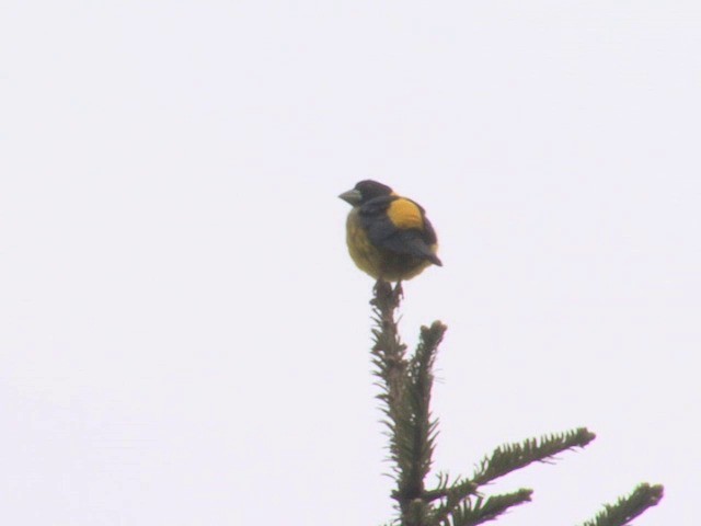 Collared Grosbeak - ML201542531