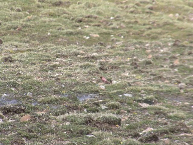 Tibetan Rosefinch - ML201542721