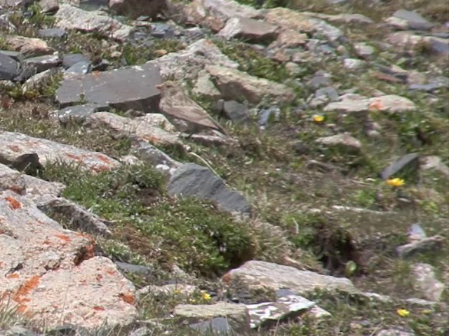 Tibetan Rosefinch - ML201542741