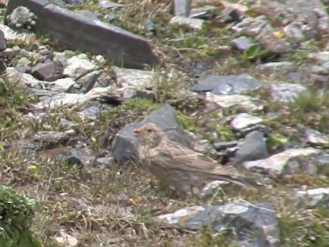 Tibetan Rosefinch - ML201542751