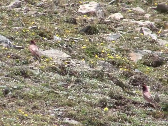 Tibetan Rosefinch - ML201542771