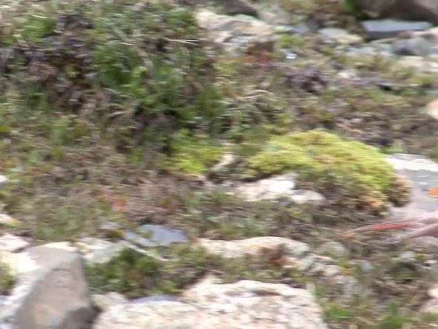 Tibetan Rosefinch - ML201542791