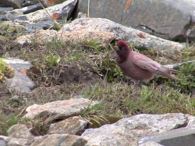 Tibetan Rosefinch - ML201542811