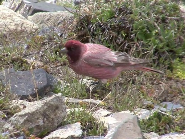 Tibetan Rosefinch - ML201542821