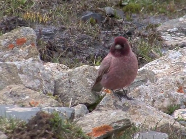 Tibetan Rosefinch - ML201542841