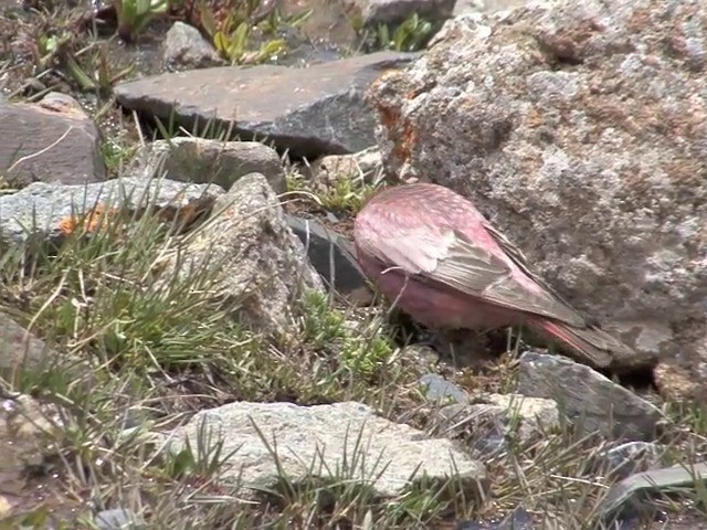 Tibetan Rosefinch - ML201542871