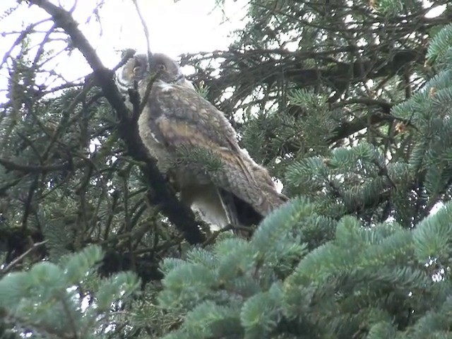 Long-eared Owl (Eurasian) - ML201542951