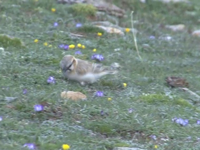 Rufous-necked Snowfinch - ML201542981