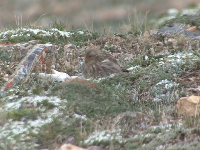 Tibetan Rosefinch - ML201542991