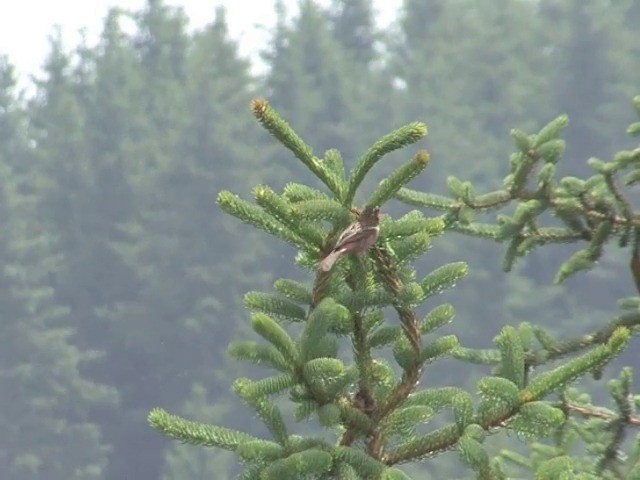 Chinese White-browed Rosefinch - ML201543031