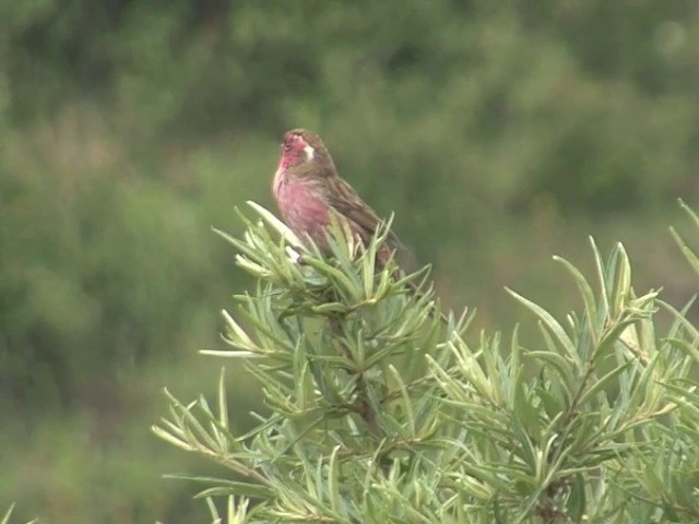 Chinese White-browed Rosefinch - ML201543041