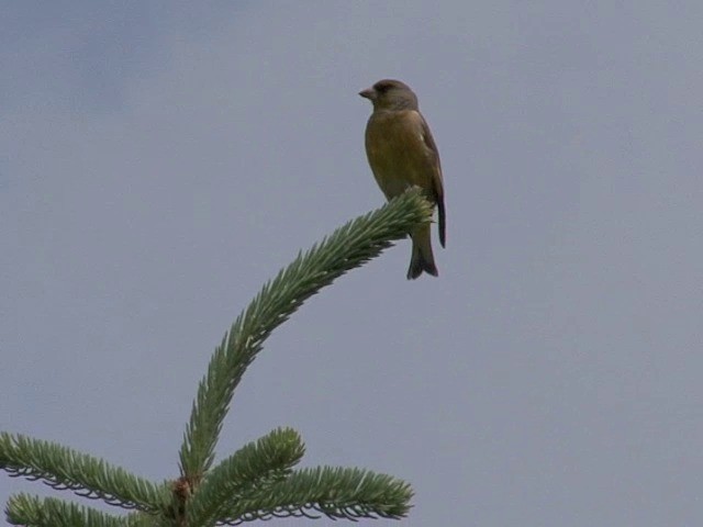 Oriental Greenfinch - ML201543081