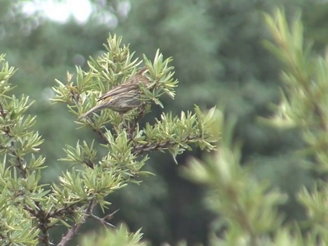 Chinese White-browed Rosefinch - ML201543091