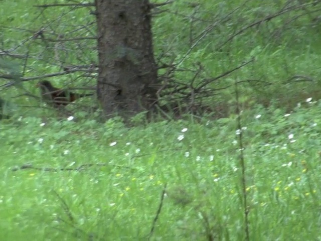 Chestnut Thrush - ML201543131