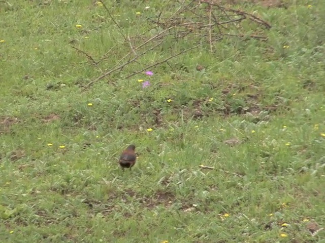 Chestnut Thrush - ML201543151