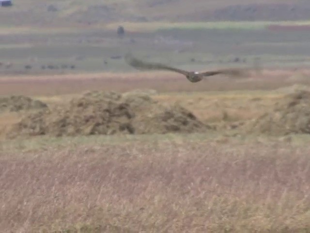 Mountain Buzzard - ML201543201