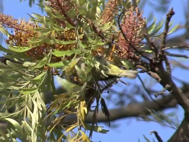 Ethiopian White-eye - ML201543221
