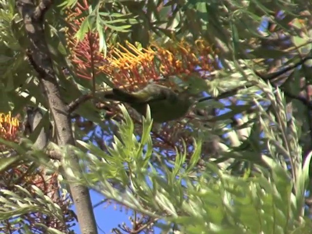 Ethiopian White-eye - ML201543231