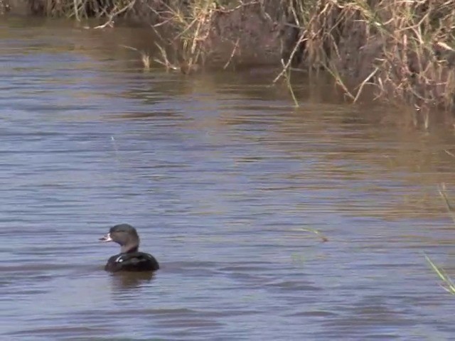 Canard noirâtre - ML201543241