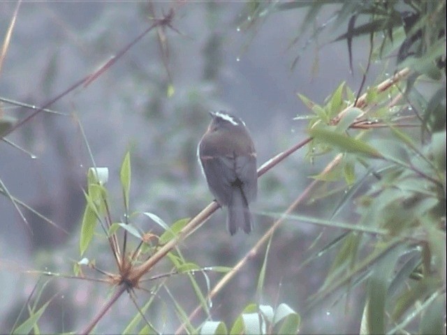 Rufous-breasted Chat-Tyrant - ML201543321