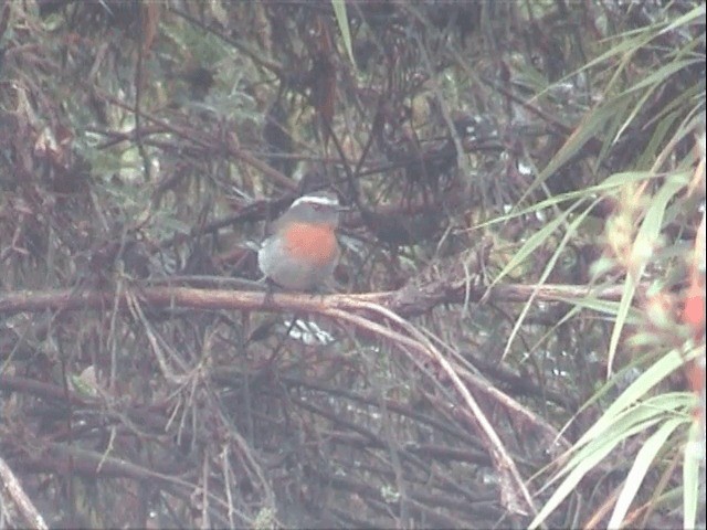 Rufous-breasted Chat-Tyrant - ML201543331