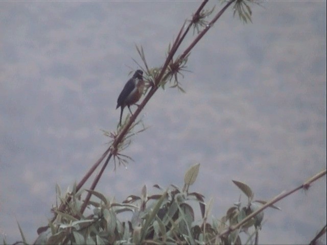 Black-throated Flowerpiercer - ML201543341