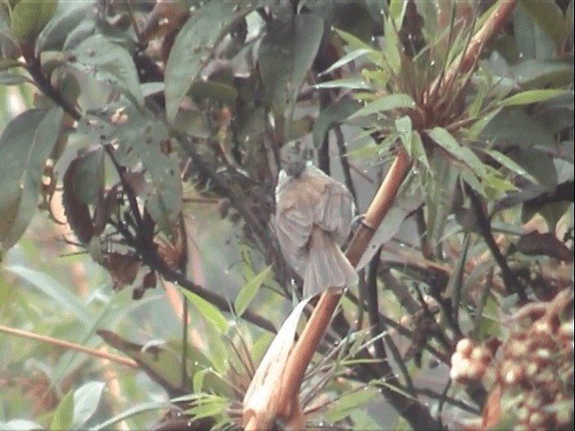 Unstreaked Tit-Tyrant - ML201543351