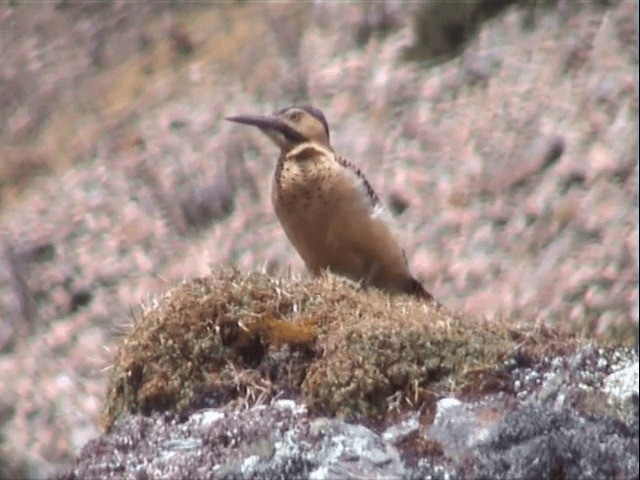 Andean Flicker (Southern) - ML201543491