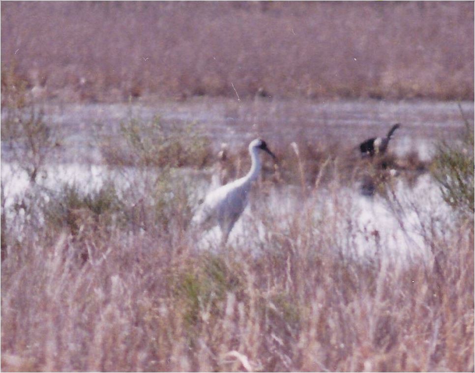 Whooping Crane - ML20154351