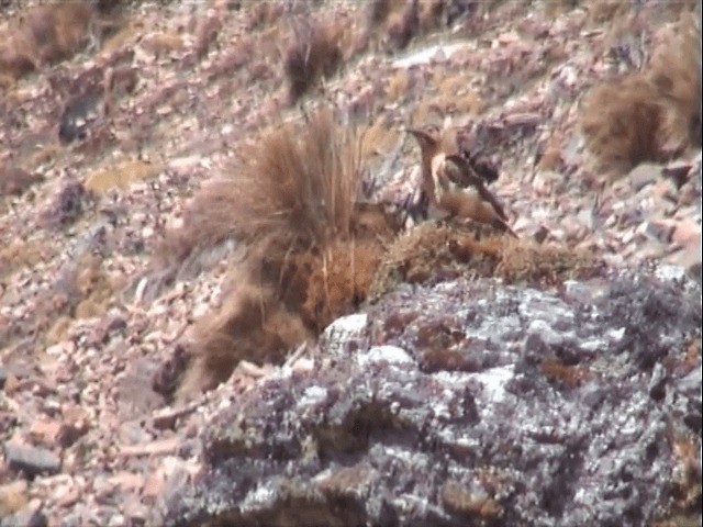 Andean Flicker (Southern) - ML201543521