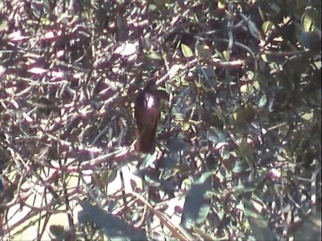 kolibřík zábludový - ML201543551
