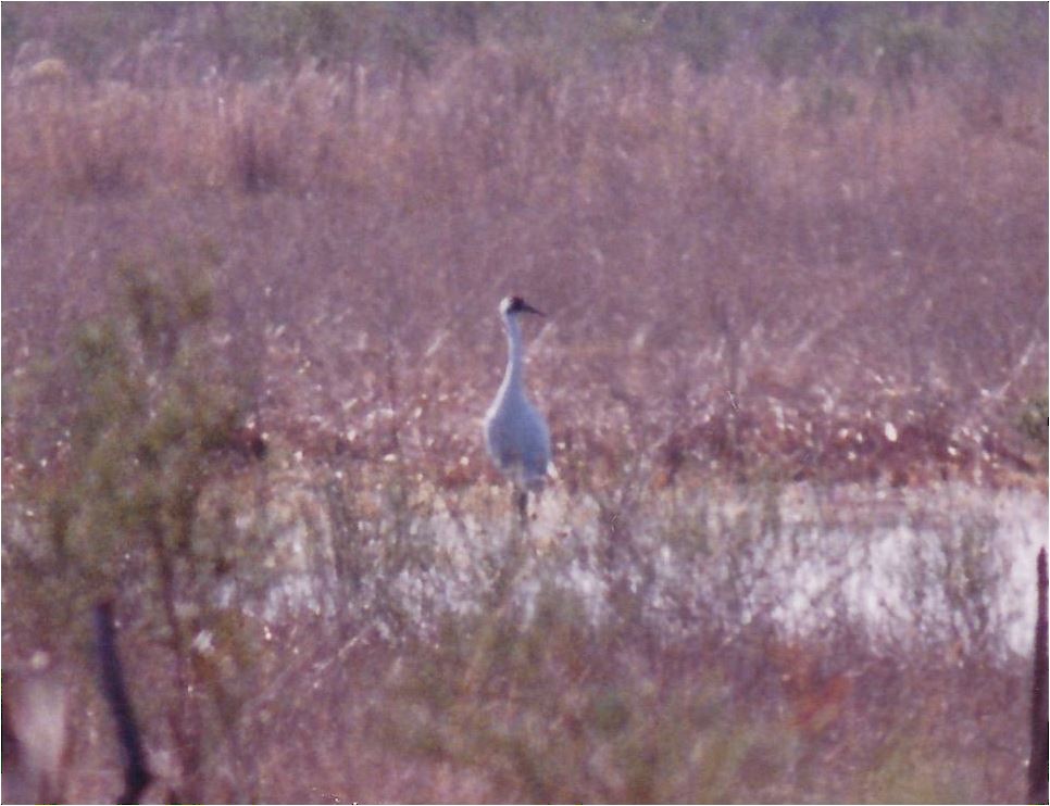 Whooping Crane - ML20154361