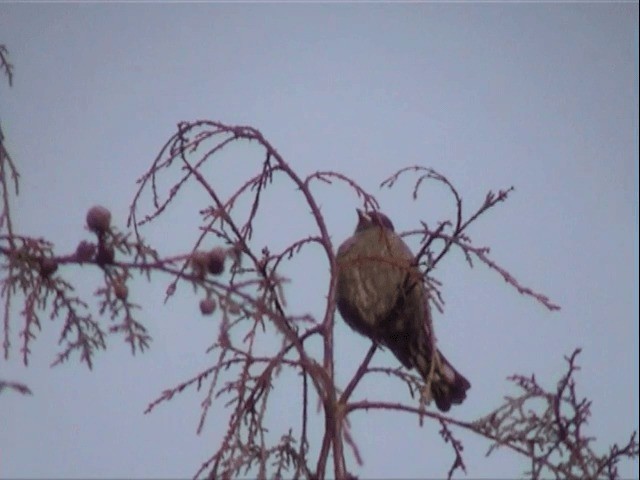 Cotinga Crestirrojo - ML201543661