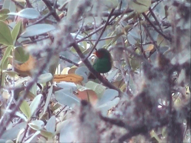 Grass-green Tanager - ML201543671