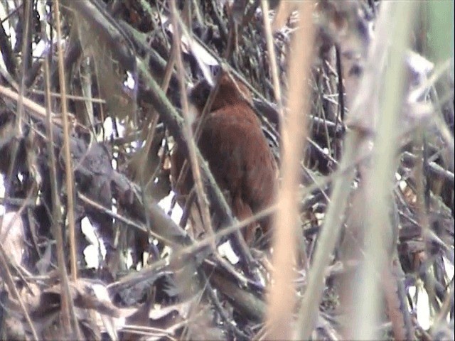 Red-and-white Antpitta - ML201543721