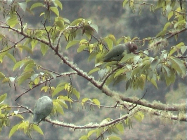 Speckle-faced Parrot (Plum-crowned) - ML201543751