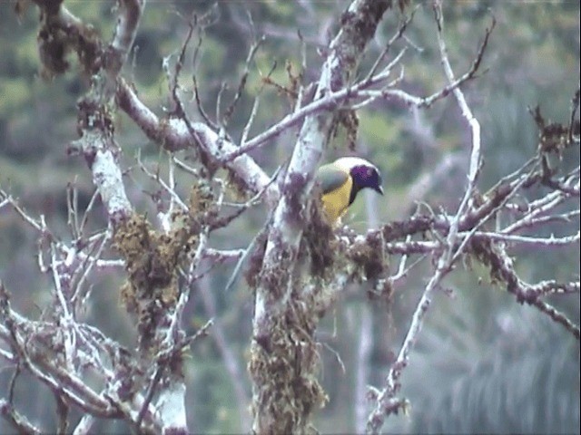 Green Jay (Inca) - ML201543821