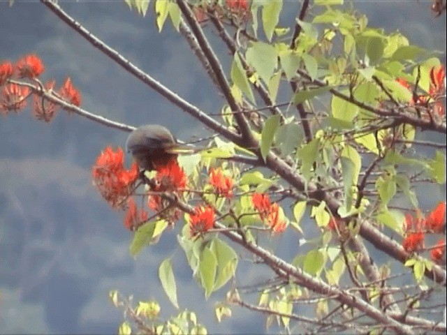 Dusky-green Oropendola - ML201543831