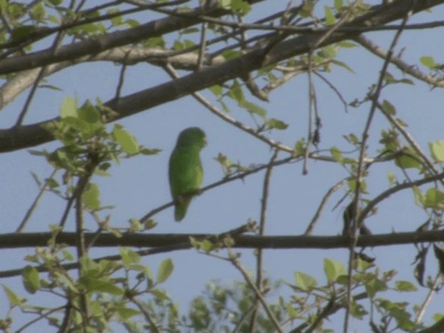 Green-rumped Parrotlet - ML201543851