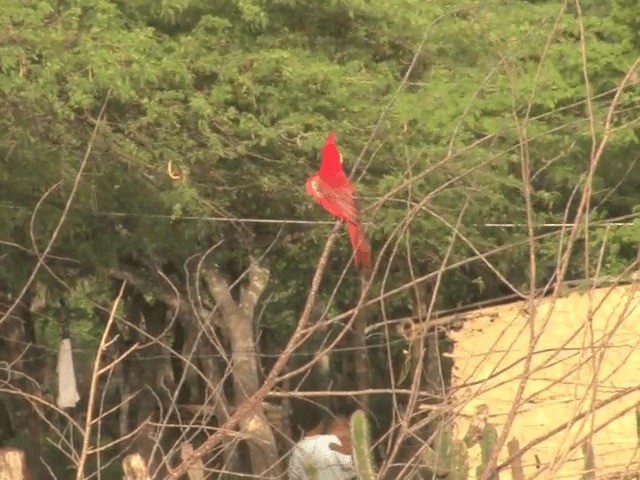 Cardenal de la Guajira - ML201543861