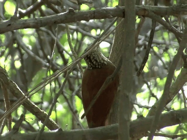 Straight-billed Woodcreeper - ML201543891