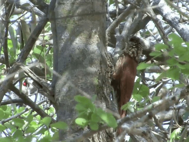 Straight-billed Woodcreeper - ML201543901