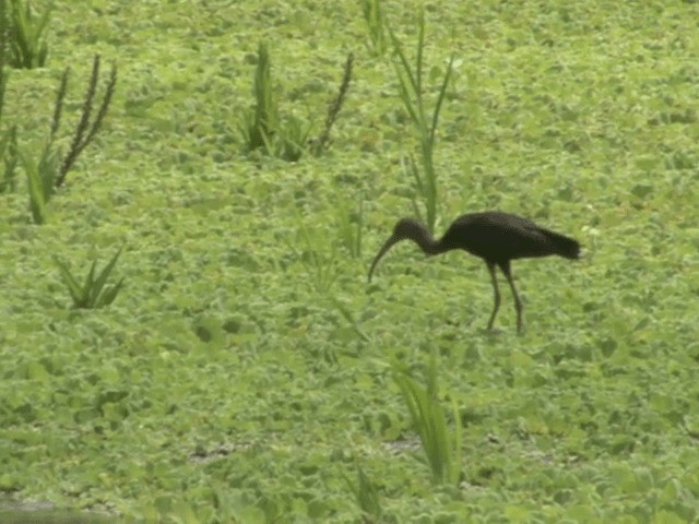 Glossy Ibis - ML201543911