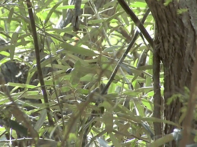 Black-crested Antshrike (Streak-fronted) - ML201543961