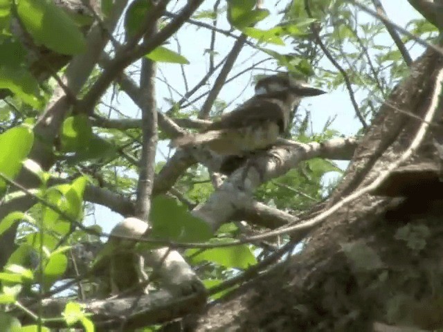 Russet-throated Puffbird - ML201543981