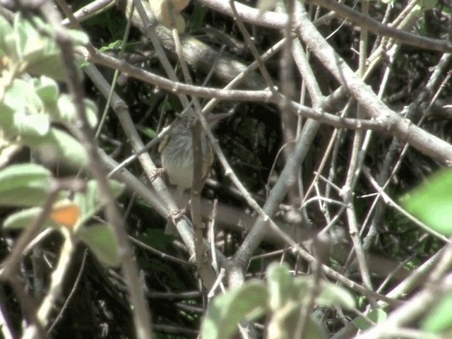 Pearly-vented Tody-Tyrant - ML201544031