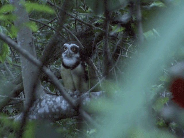 Spectacled Owl - ML201544041