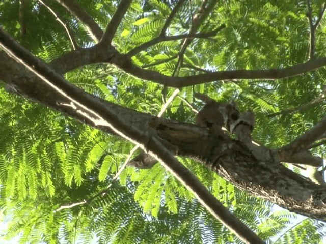 Cocoa Woodcreeper (Lawrence's) - ML201544081