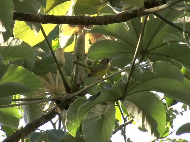 Chestnut-capped Warbler - ML201544091