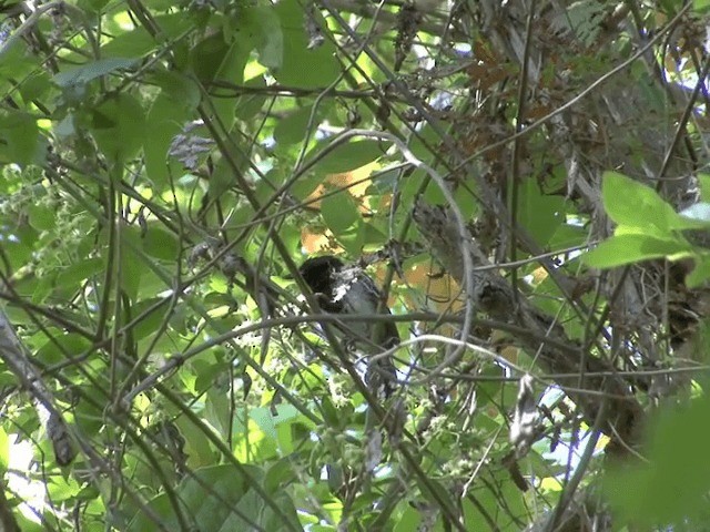 Black-backed Antshrike - ML201544161